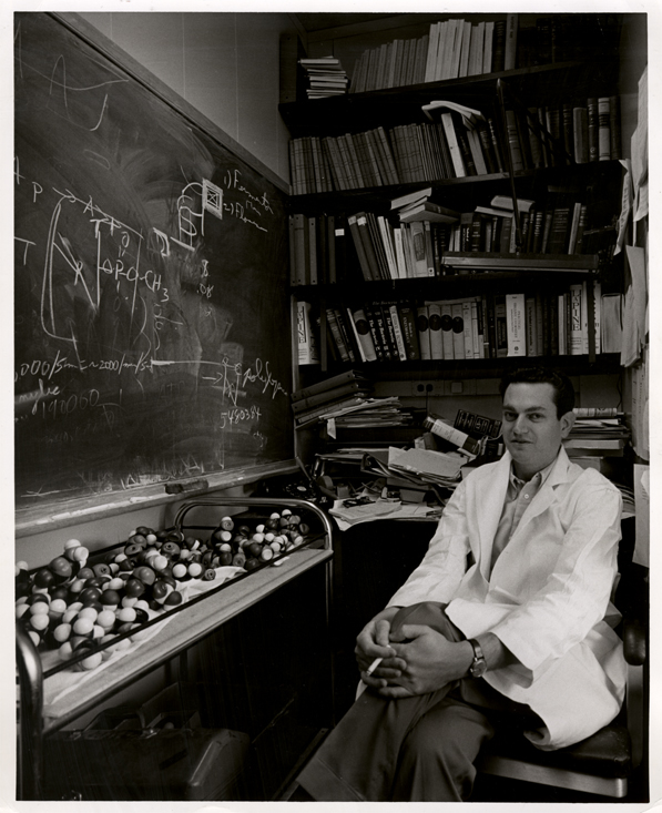 Dr. Marshall Nirenburg in his office with chalkboard and molecular models. He shared the 1968 Nobel Prize in Physiology or Medicine for his work on deciphering the genetic code. (I had the honor of working in the Laboratory of Biochemical Genetics at the National Institutes of Health, where Marshall is laboratory chief.) Photo courtesy of National Library of Medicine Profiles in Science. 