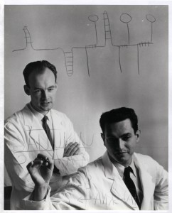 Heinrich Matthaei and Marshall Nirenberg, 1962. Photo courtesy of Profiles in Science, National Library of Medicine.