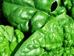 Spinach is a great dietary source of nitrate